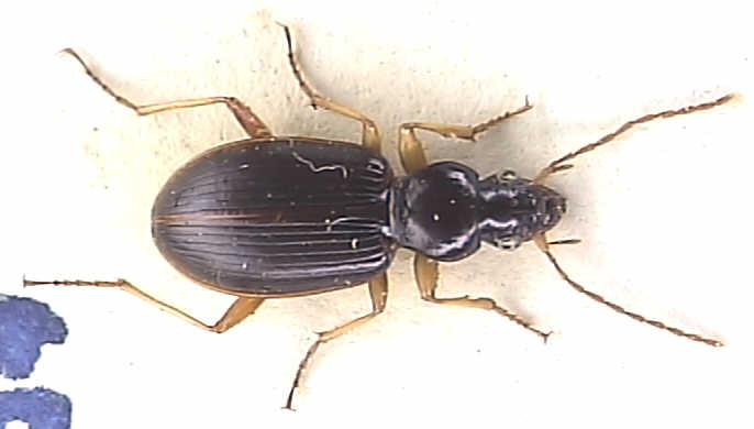 Agonum albipes